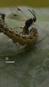 Parasitoid wasps: Like the alien movies, but real.