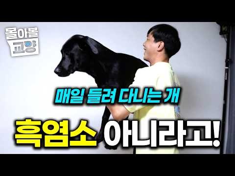 "아직도 자기가 작은 몸집인 줄 아는가 봐 ㅋㅋㅋ" 덩치만 큰 강아지 알고 봤더니... , 보호자 오열하게 만든 사연 #몰아볼교양