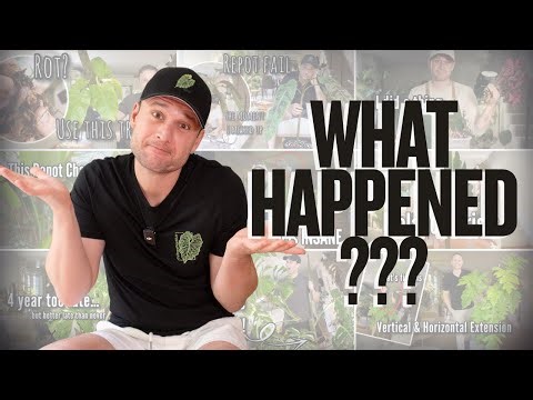 10 Best Plant Projects of 2025 - where are they now?