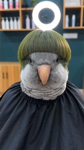 Haircut by a Parrot 😂 | Viral Short #trump #donaldtrump