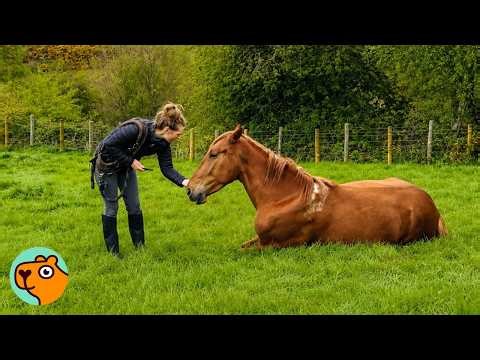 Wild Horse Finally Accepts Human Touch | Cuddle Buddies
