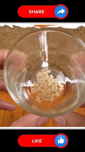 Bottle Gourd Farming ** | Small Vegetable Garden