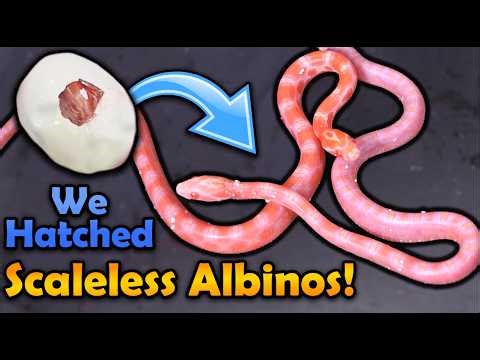 Albino Scaleless Corn Snakes Hatching!!