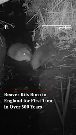 Beaver Kits Born In England For First Time In Over 500 Years | Firstpost News