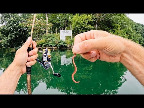 Worm Fishing Made Easy | Catch TONS of Fish Every Trip