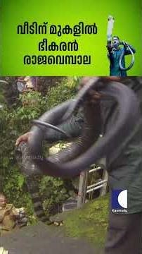 വീടിന് മുകളിൽ ഭീകരൻ രാജവെമ്പാല #vavasuresh #cobrasnake #kingcobra