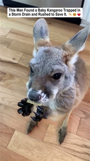 This Man Found a Baby Kangaroo Trapped in a Storm Drain... and Rushed to Save It.
