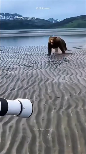 What Makes Grizzly Bears So Dangerous?🤯