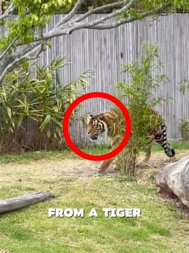 Can a Tree Save You From a Tiger? 😳🐅