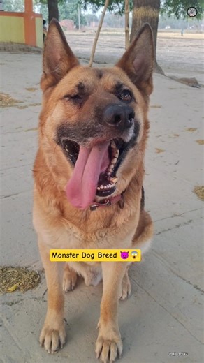 World 🌎 Most Dangerous Dog Breeds 😱🐕 #viral #shorts #doglover542 #videos