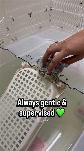 Calm Moment with My Red-Eared Slider 🐢💚