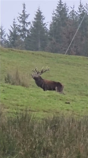 Scotland. #fishonscotland #highlands #highlander #reddeer