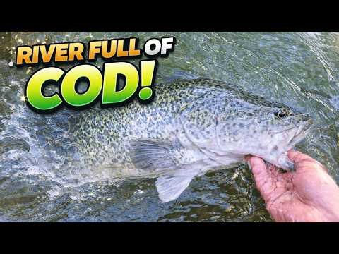 Catching Multiple Murray Cod on Bait in the River!