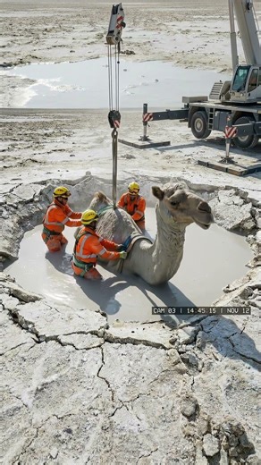 An exhausted camel sinks into a hidden lime slurry collapse, triggering a hazardous rescue.
