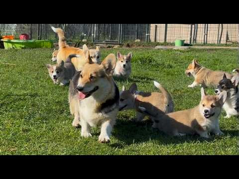 19 Corgi Puppies Field Day with moms #corgiswithtails #corgipuppies #puppy #nodocking