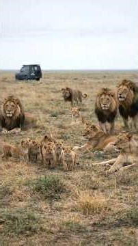 The Biggest Lion Pride Enjoying The Rain While Moving Toward Their Territory | Chobe National Park
