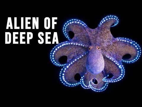 OCTOPUS | ALIEN CREATURE OF DEEP SEA | DOCUMENTARY