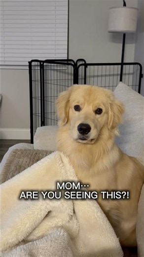 Can Dogs See Seelook? We Tested the Viral Theory 👀🐶