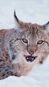 🐈 EURASIAN LYNX: The Ghost of the Frozen Forest! | Amazing Lynx Facts | Wildlife Uncovered