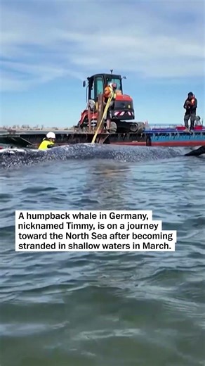 Timmy the stranded whale transported via barge to deeper waters