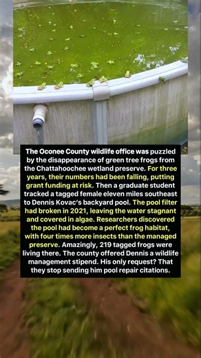 219 Frogs Took Over His Broken Pool!