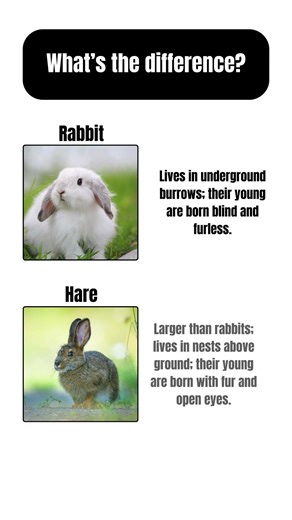 What's the difference of rabbit and hare?