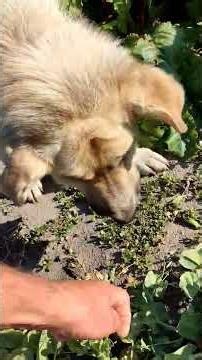 The dog really loves peas. Is that good or bad?