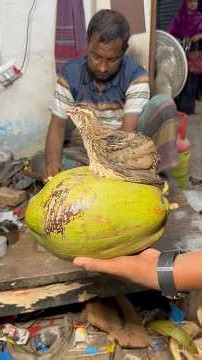 How to Make a Bird House using Coconut Shell | DIY Coconut Shell Bird Nest Craft