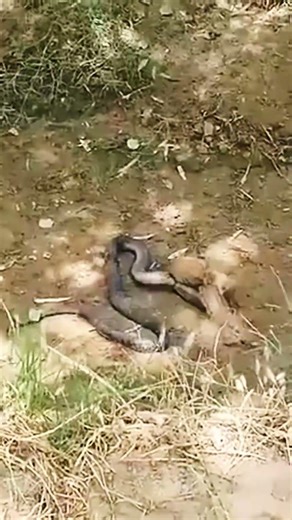 Snake Entered Enemy Territory… Huge Mistake