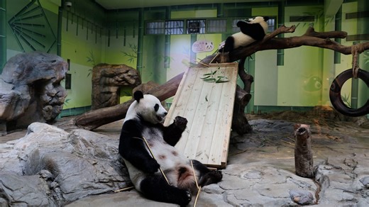 Learning how to eat bamboo is a compulsory course for panda cubs, and the mother is their best and most patient teacher. (Mei Zhu & Meng Meng) #panda #HiPanda #CCRCGP #PandaFun For more panda information, please check out: https://en.ipanda.com | iPanda