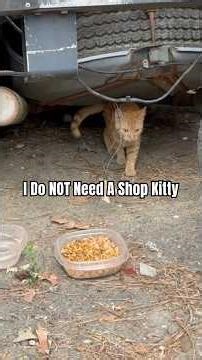 I DO NOT NEED A Shop Kitty! Okay.. I Need A Name!