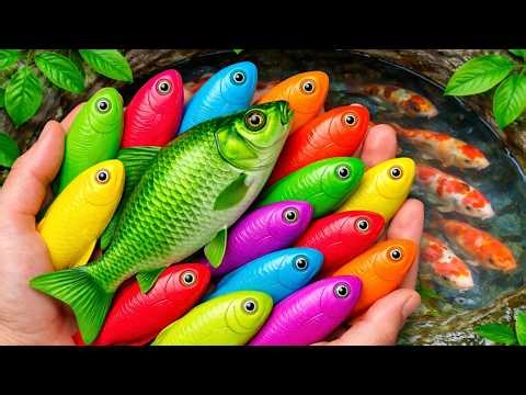 Colorful Ornamental Fish 🐟 Betta, Koi, Goldfish, Channa & Catfish | Relaxing Aquarium Video