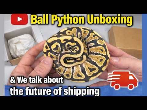 Ball Python Unboxing & We talk about the future of Shipping