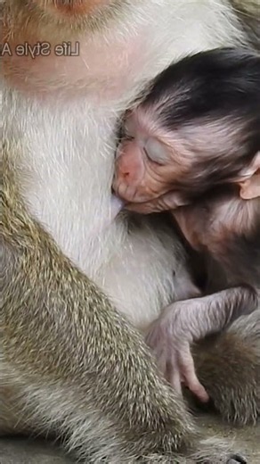 Precious Mother and Baby Monkey Bond 🥰🐵 #shorts #love #monkey #feed #love