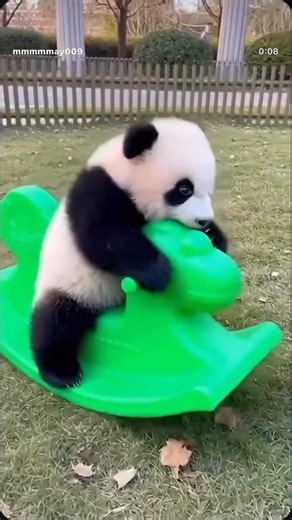 Pandas Are So Funny 😅 | #shorts #trending #panda