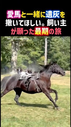 愛馬と一緒に遺灰を撒いてほしい。飼い主が願った最期の旅。 #感動 #馬 #泣ける話 #牧場 #いい話 #horse #shorts