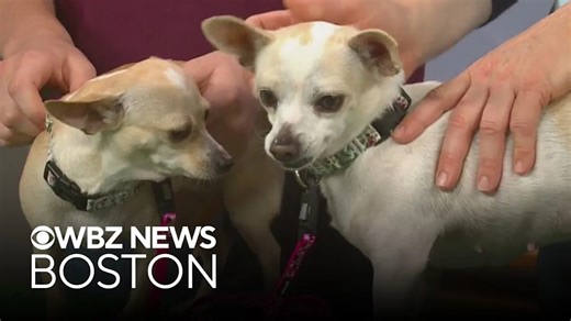 Tiny bonded pair of dogs up for adoption through Massachusetts shelter