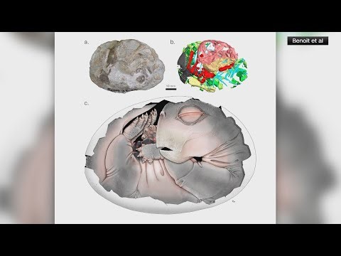 250-million-year-old fossil proves mammal ancestors laid eggs