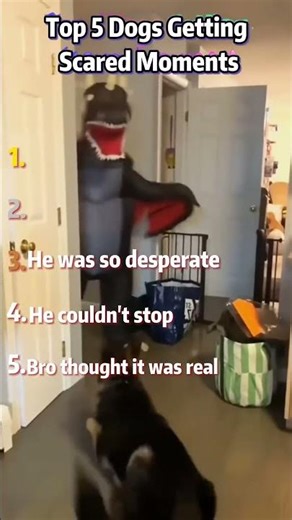 Ranking Top 5 Dogs Getting Scared Moments #funny #fails #failarmy #falling #funnyshorts #funnyvideo