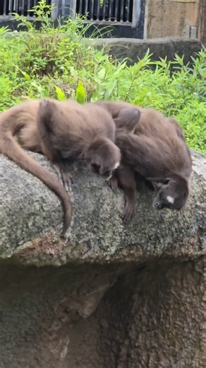 棕蜘蛛猴Brown Spider Monkey/Taipei Zoo