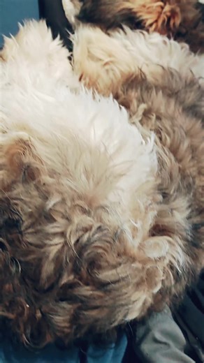 Essential Insights About Shih Poo Dogs