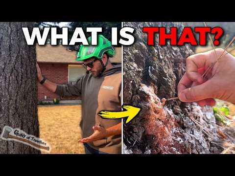 Something was growing on this tree?? Big Dead Pine Removal!