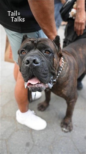 Meet Akuma, a 3-year-old Cane Corso! #canecorso #dog