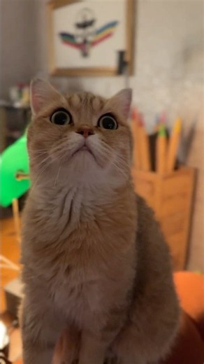 Lego has officially entered the matrix 🤖🐱