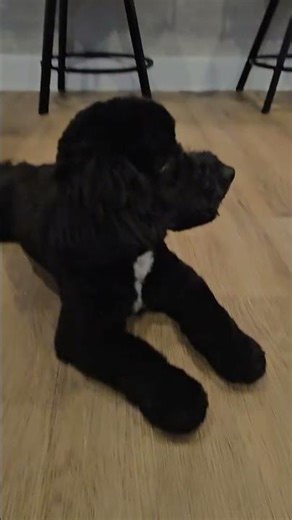 Inky's New Summer Look #puppy #cute #doglife #inkythecockapoo