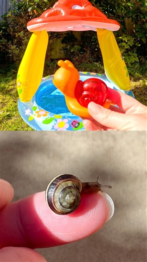 Fun Toys | Bug Insect Names for Kids to Learn at the Toadstool Pool: Snail Wasp Fly Bee Rhino Beetle