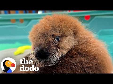 Matted Baby Otter Gets a Second Chance — And SO Fluffy | The Dodo