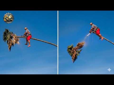 Idiots With Chainsaws: Tree Cutting Fails | Extreme Dangerous Logging Truck Fails #44