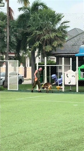 Malinois Charlie playing fetch on the lawn / Малинуа Чарли играет в апорт на газоне