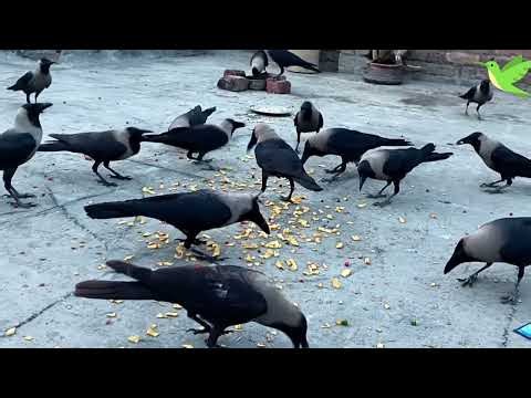 All types of Crow Sounds | Crows World | Crows Planet 